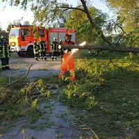 2019-04-25_baum_auf_mainradweg_2.jpg