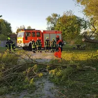 2019-04-25_baum_auf_mainradweg_1.jpg