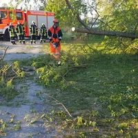 2019-04-25_baum_auf_mainradweg_3.jpg