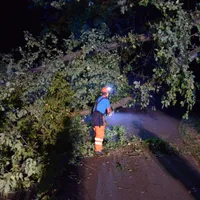 2018-08-04_baum_auf_fahrbaum_14.jpg