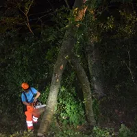 2018-08-04_baum_auf_fahrbaum_21.jpg
